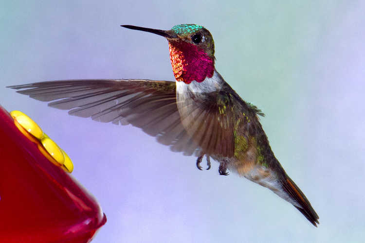 Hummingbird approaching feeder