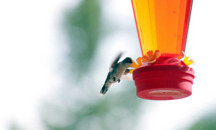 Hummingbird at feeder