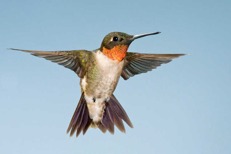 Hummingbird Coming In For Landing