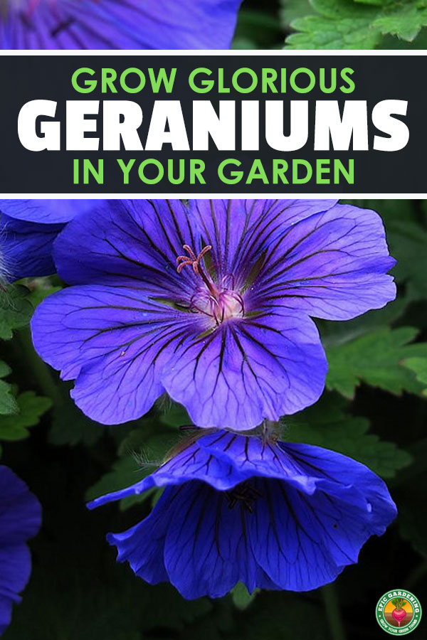 Do you love geraniums? So do I! Learn everything you'll need to know to grow these beautiful and fragrant flowers in your garden with this guide!