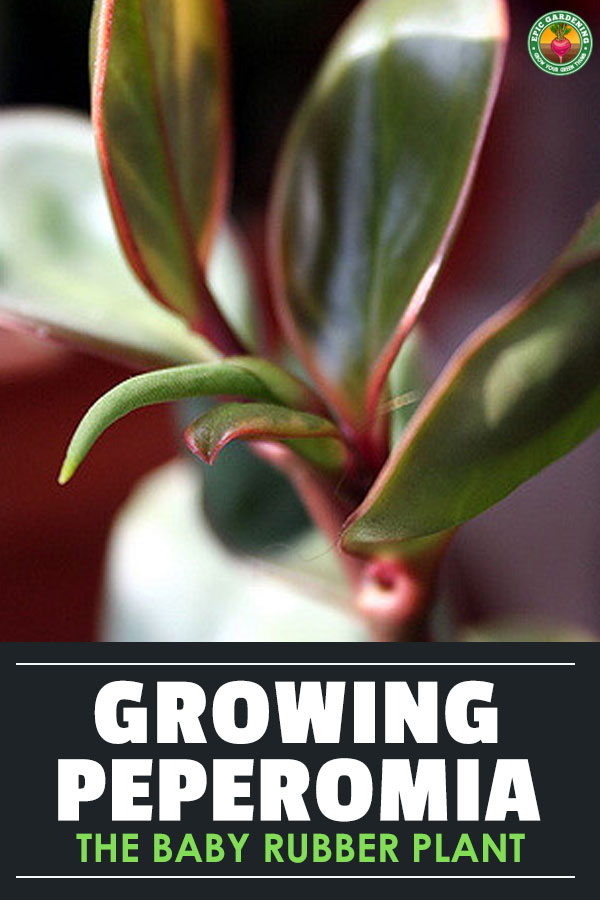 Lover of tropical plants? Peperomia is a tiny tropical that makes a perfect houseplant. Our growing guide shows you everything you need!