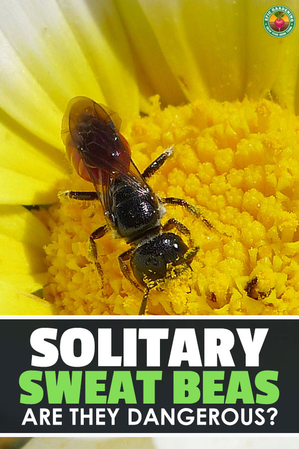 Are sweat bees friends or foes in your garden? Read all about these fascinating wild pollinators and how they differ from honeybees in our complete guide!