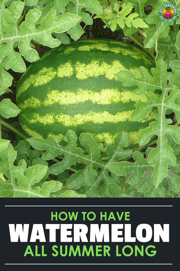 Learn how to grow watermelon the right way with our ultimate guide to this popular summer fruit! We'll show you everything you need to know.