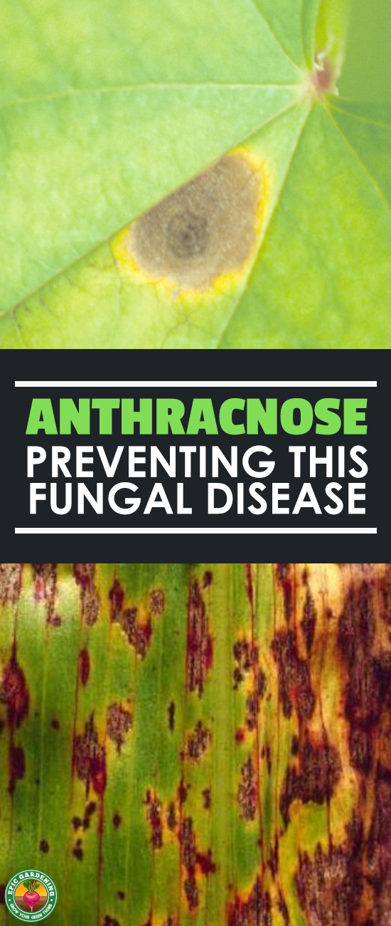 Anthracnose, one of the leading causes of leaf spot and blight, can be a major problem in your garden. Learn how to prevent and treat this disease!