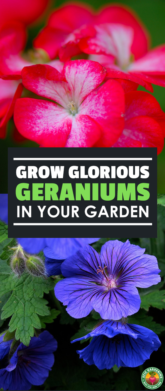 Do you love geraniums? So do I! Learn everything you'll need to know to grow these beautiful and fragrant flowers in your garden with this guide!