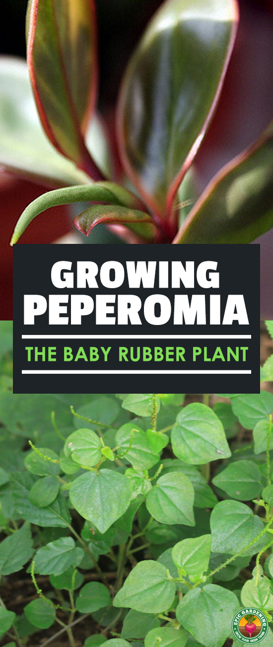 Lover of tropical plants? Peperomia is a tiny tropical that makes a perfect houseplant. Our growing guide shows you everything you need!