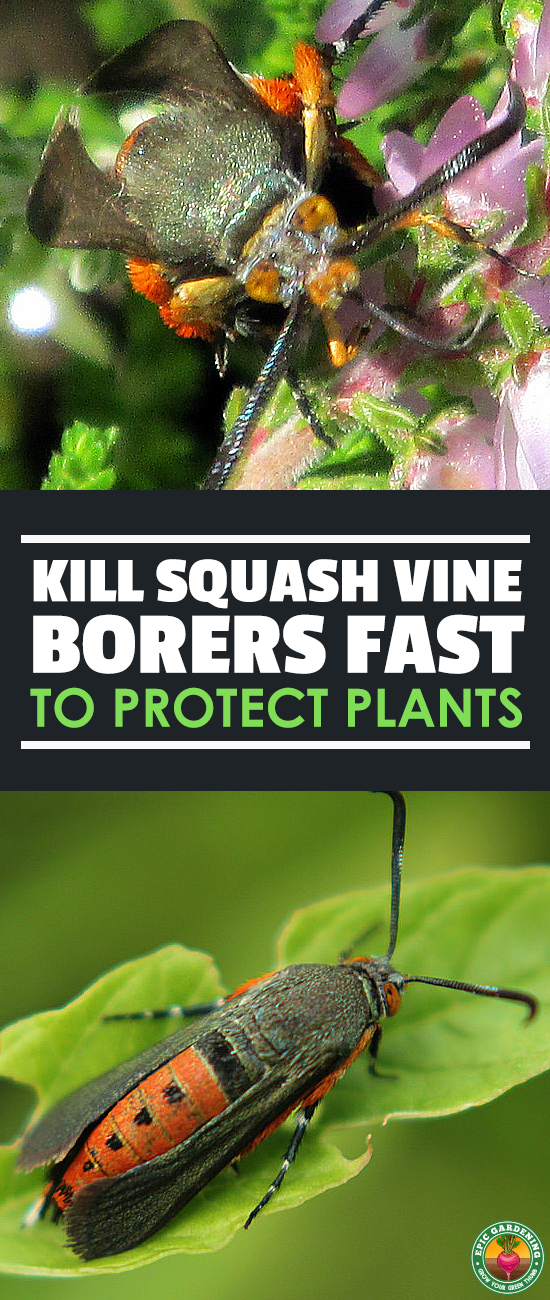 Squash vine borer damage is no joke! Rescue your squash plants and learn everything you need to combat this common North American pest.