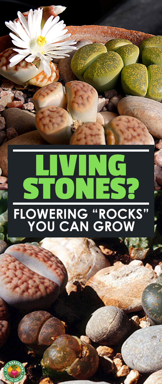 Lithops, more commonly called living stones or pebble plants, are unusual rock-like succulents. Our complete growing guide explains everything you need to know!