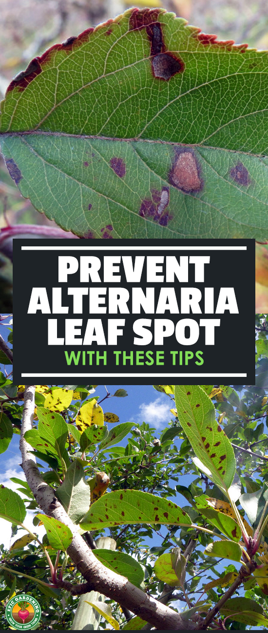 Alternaria leaf spot or other alternaria diseases don't spell immediate doom for your plants. Find out how to treat it in our disease guide!