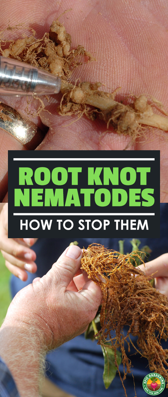Plants inexplicably yellowing? You may have a root knot nematode infestation. Learn about these microscopic parasites and how to deal with them here!