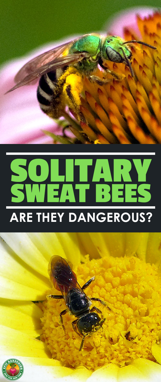Are sweat bees friends or foes in your garden? Read all about these fascinating wild pollinators and how they differ from honeybees in our complete guide!