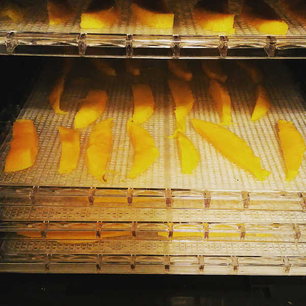 Dehydrating mangos