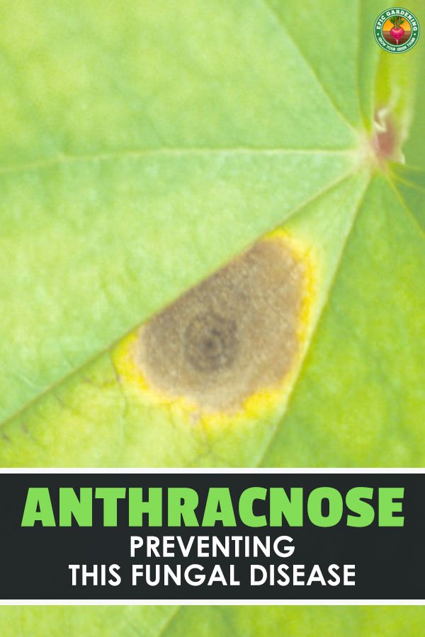 Anthracnose, one of the leading causes of leaf spot and blight, can be a major problem in your garden. Learn how to prevent and treat this disease!