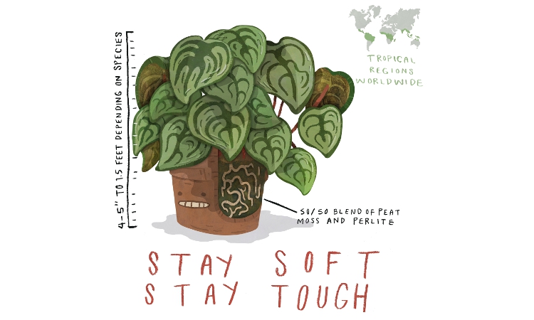 Peperomia Quick Care Illustration