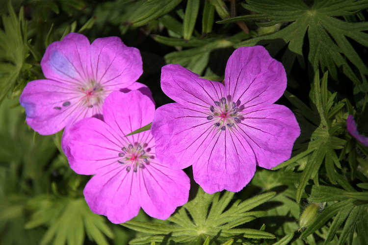 Geranium maculatum