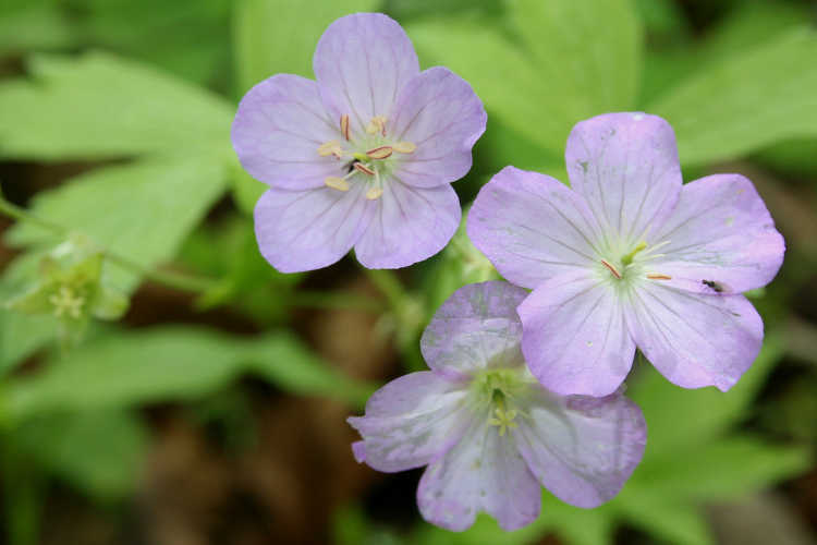 Geranium maculatum