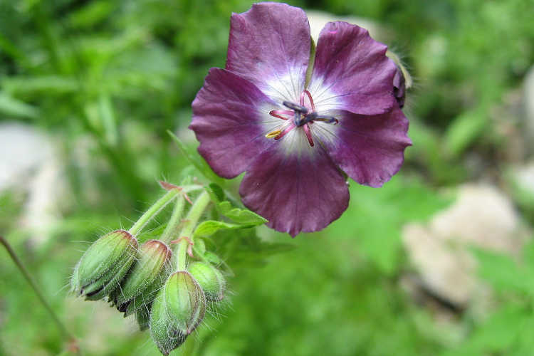 Geranium phaeum