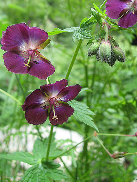 Geranium phaeum