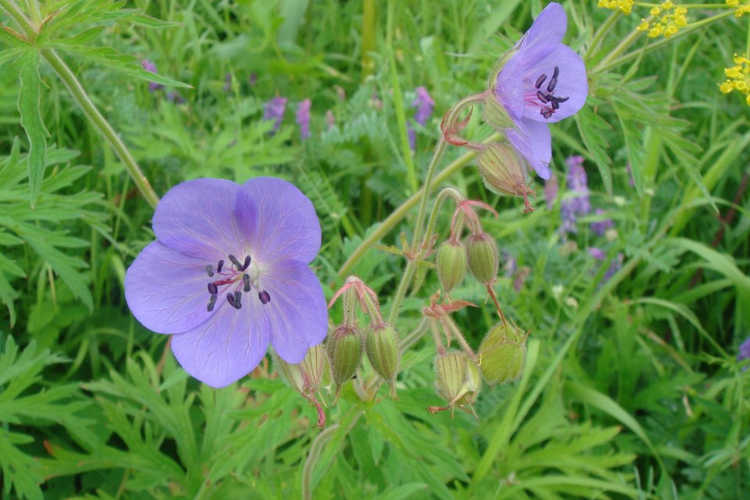 Geranium pratense