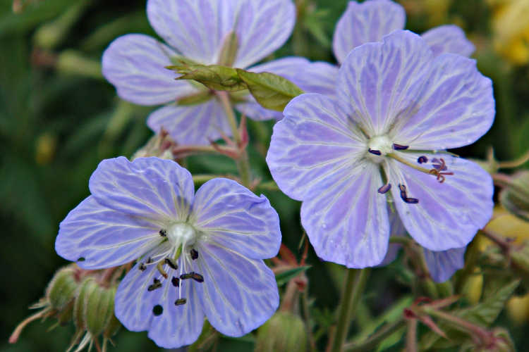 Geranium pratense