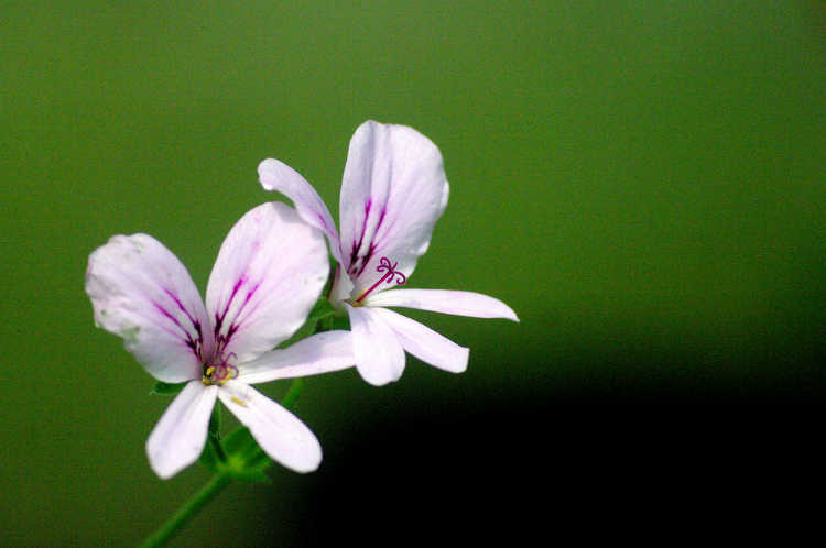 Pelargonium crispum
