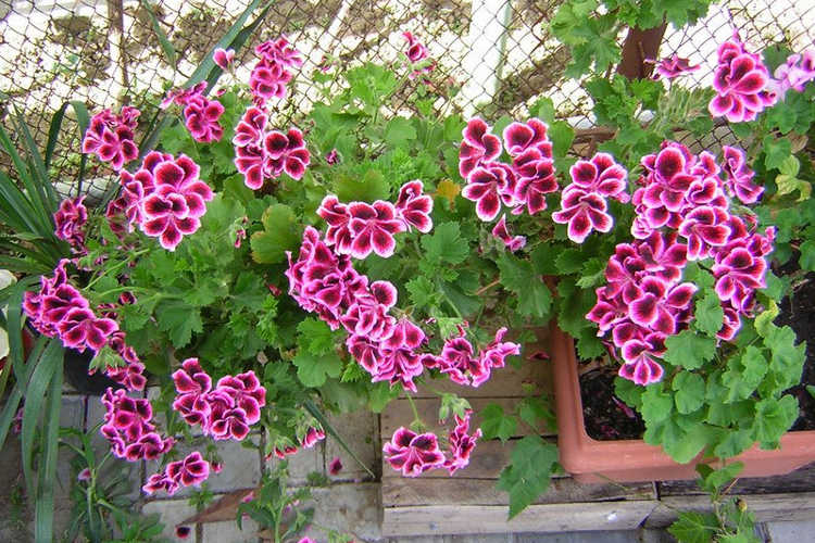 Pelargonium domesticum