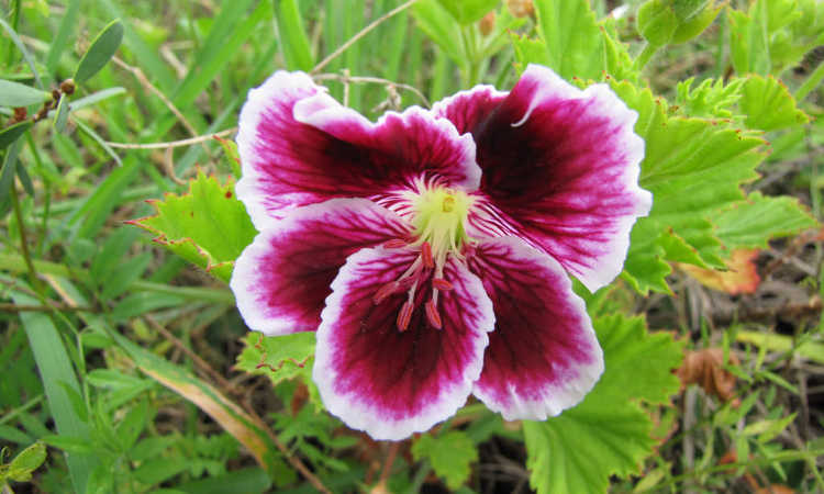 Pelargonium domesticum var Mary Washington