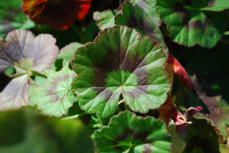Pelargonium graveolens leaf detail