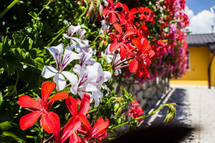 Pelargonium peltatum