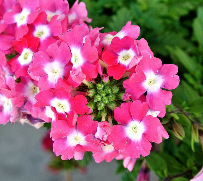 Pelargonium peltatum