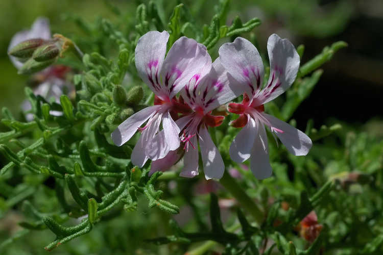 Pelargonium tomentosum aka peppermint scented geranium