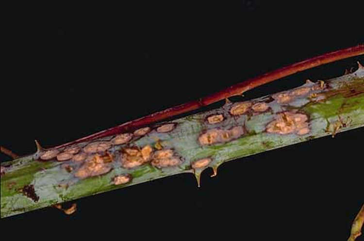 Anthracnose lesions on stem