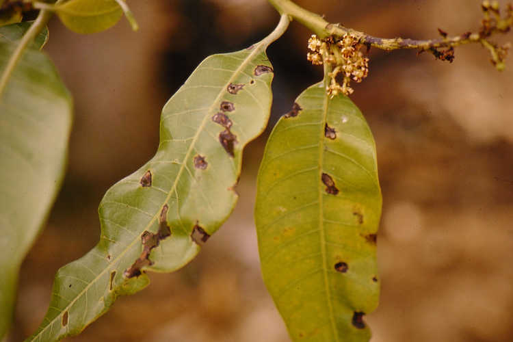 Anthracnose on mango leaf