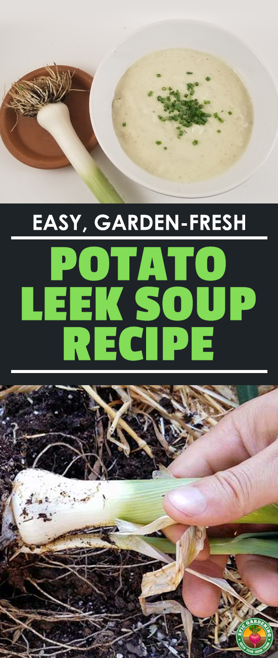 The leek and potato soup recipe comes straight from the garden and couldn\'t be easier to make! Plus, you can modify it to your own personal tastes. Try it out! #recipes #soups #potatoleeksoup