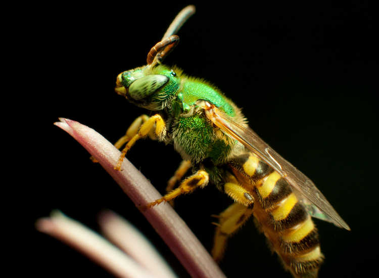 Agapostemon angelicus