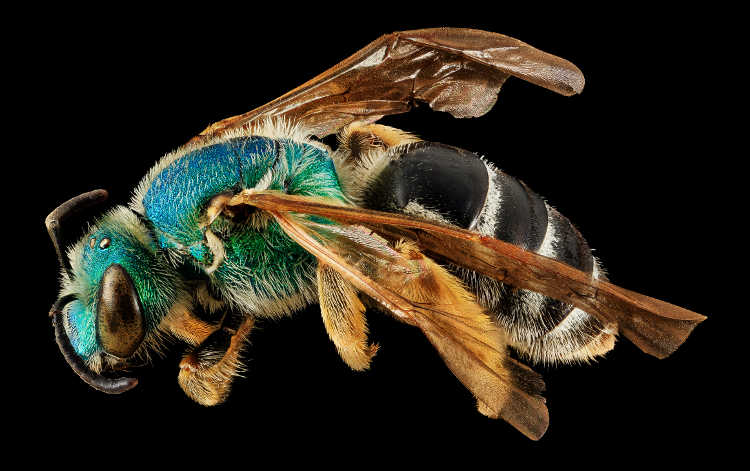 Agapostemon coloradinus