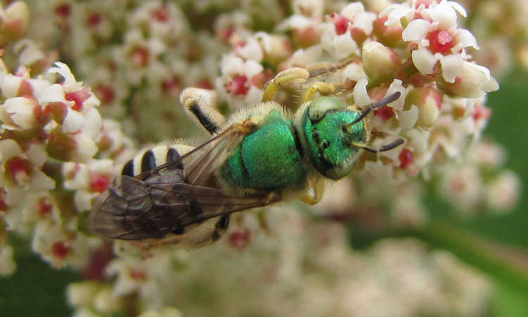 Agapostemon melliventris
