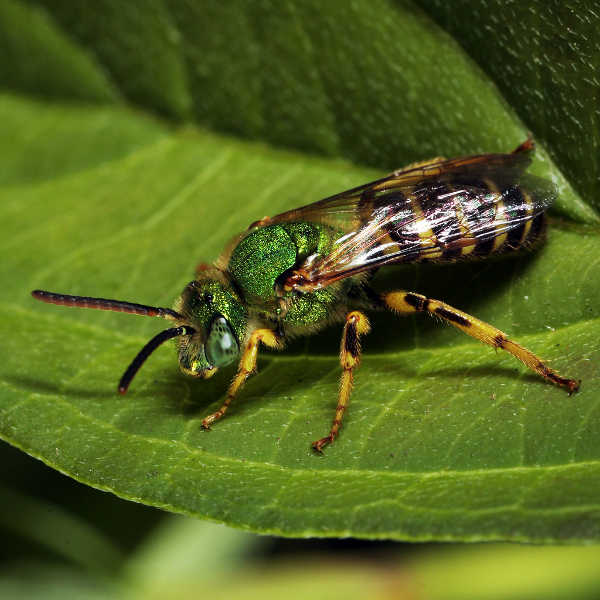 Agapostemon sericeus