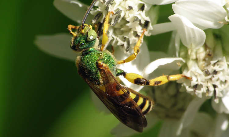 Agapostemon splendens male