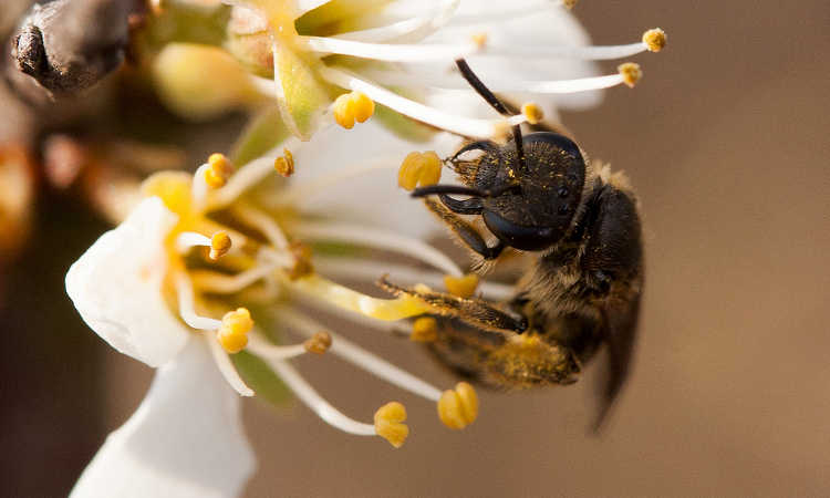 Lasioglossum malarchum