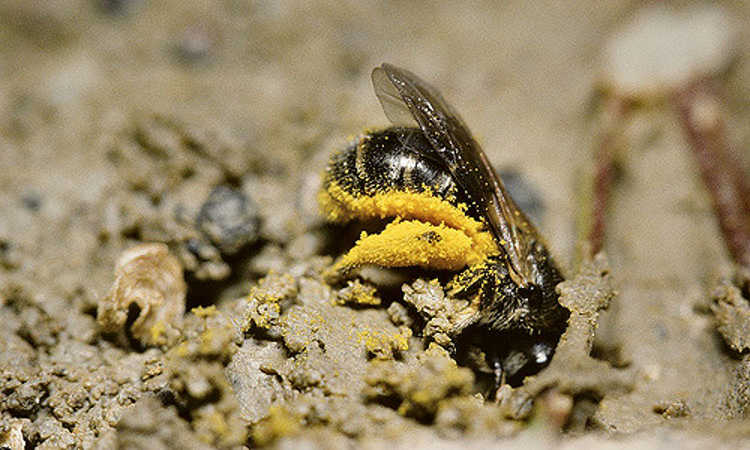 Lasioglossum malarchum digging in soil