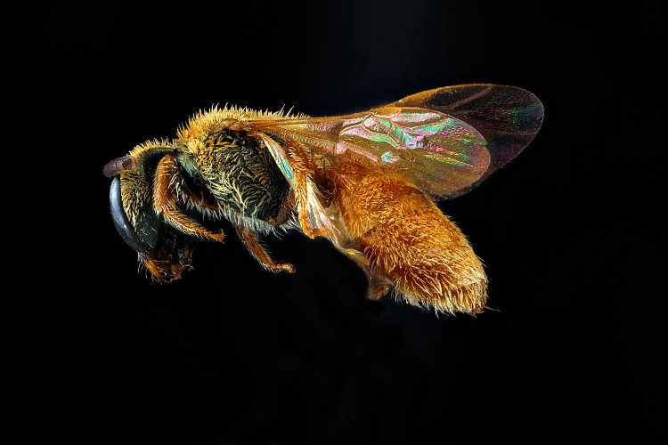 Lasioglossum vierecki