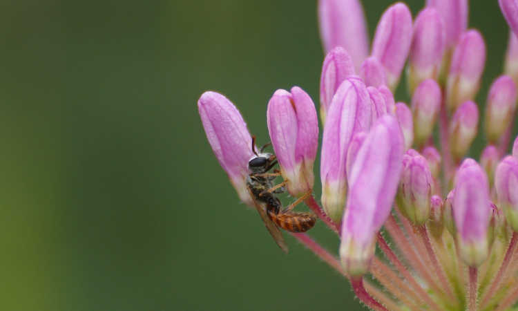 Lasioglossum zephyrum
