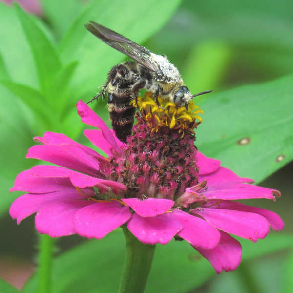 Nomia melanderi