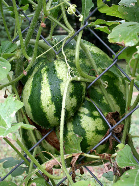 Watermelon growing on chain link fence