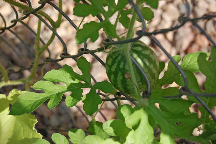 Crimson Sweet watermelon