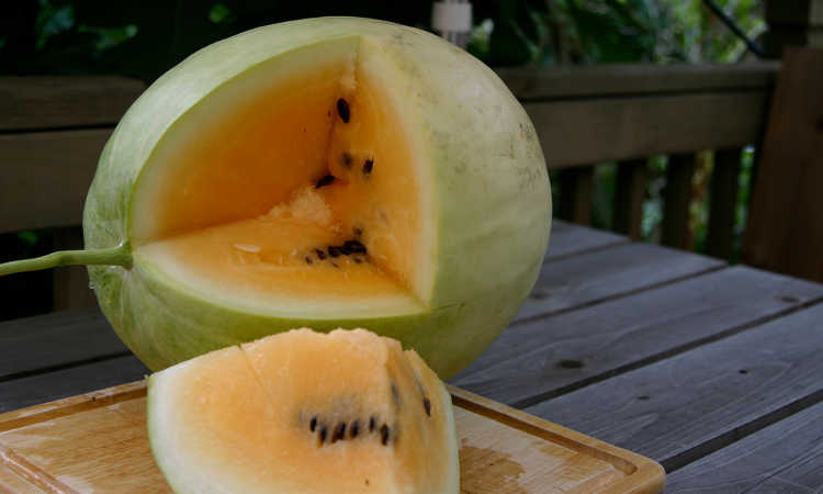Desert King watermelon