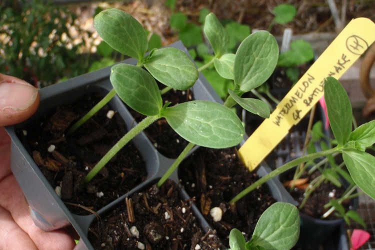 Georgia Rattlesnake watermelon seedlings