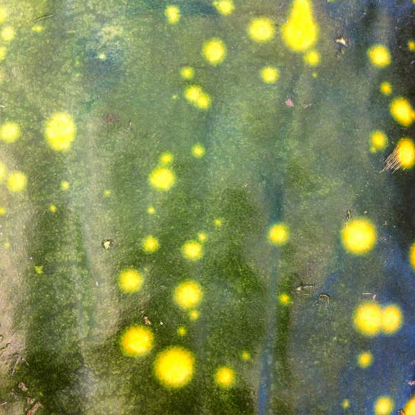 Moon and Stars watermelon rind
