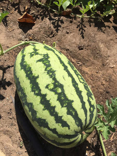 Orange Glo watermelon